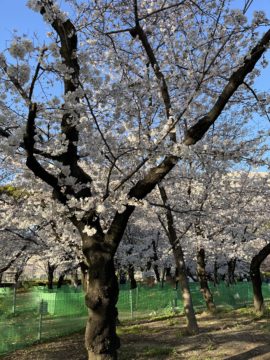 桜が満開の年度末で棚卸ですの画像
